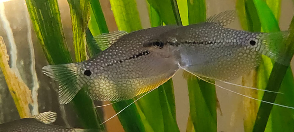 Pearl Gourami