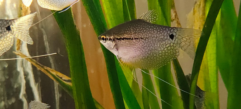 Pearl Gourami