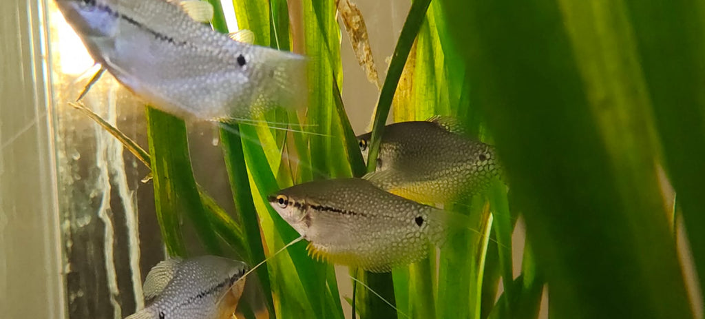 Pearl Gourami