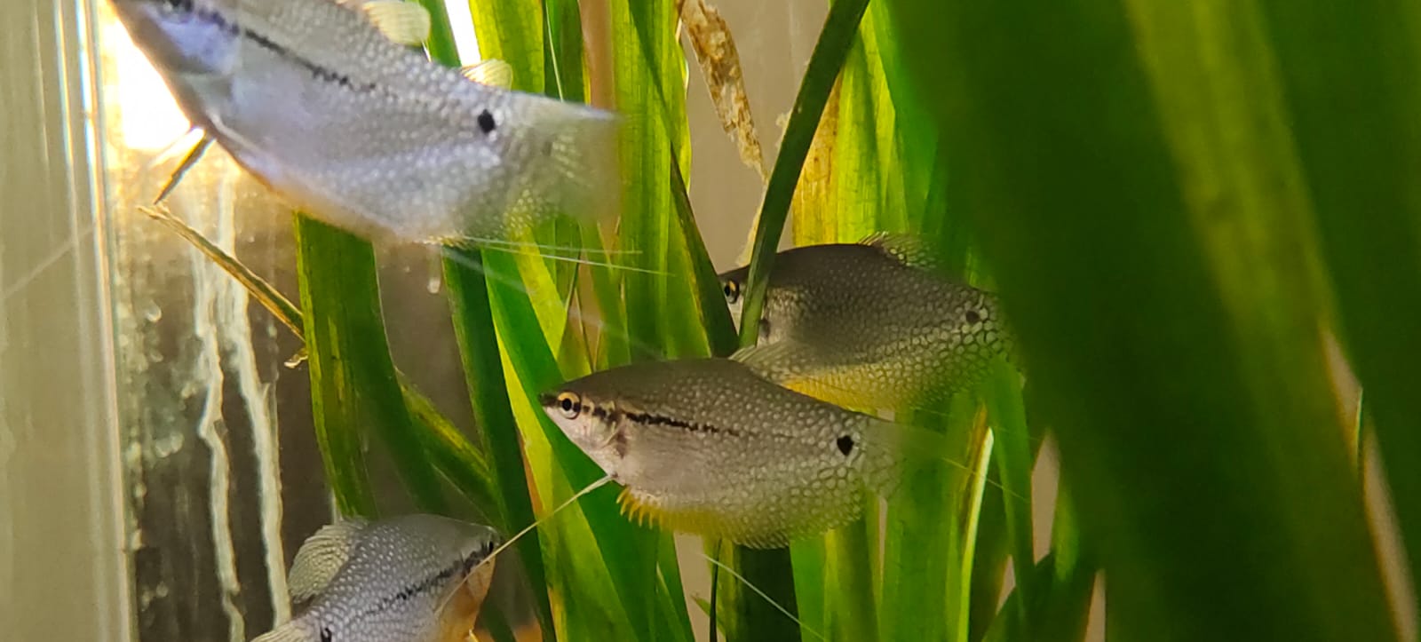 Pearl Gourami