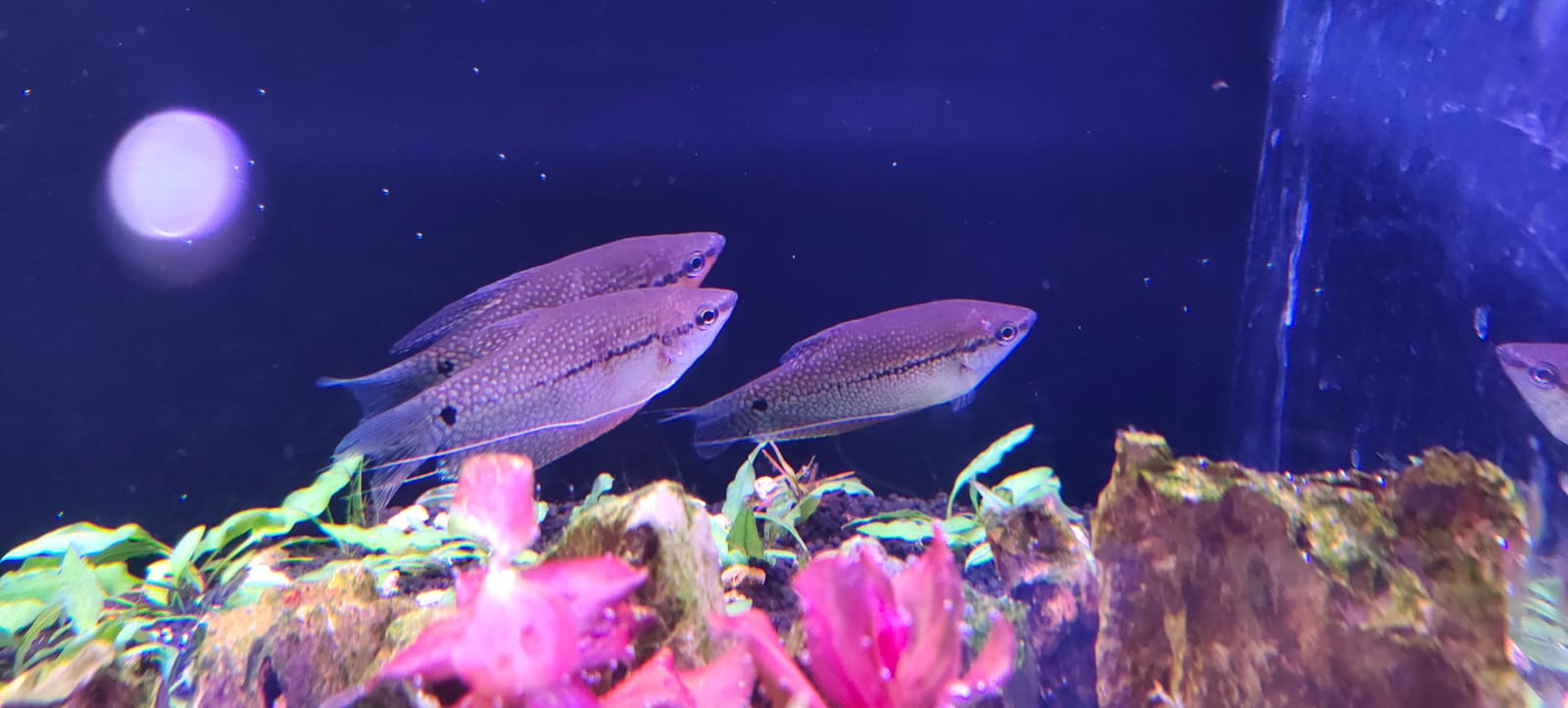 pearl gourami