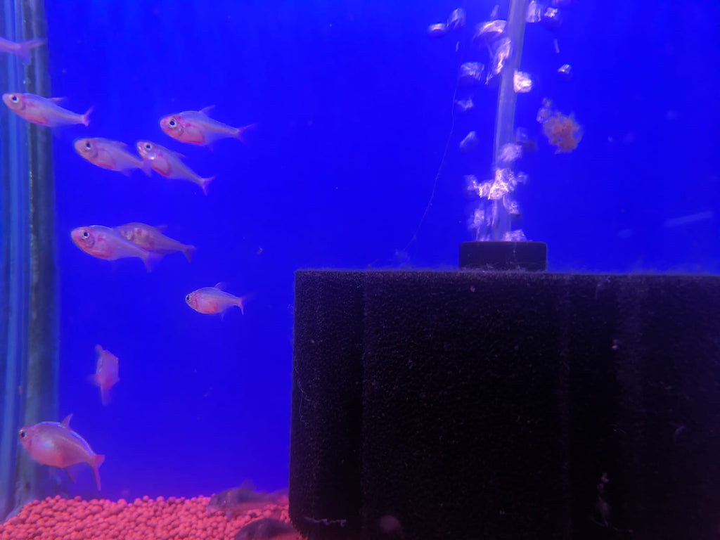 columbian tetra1