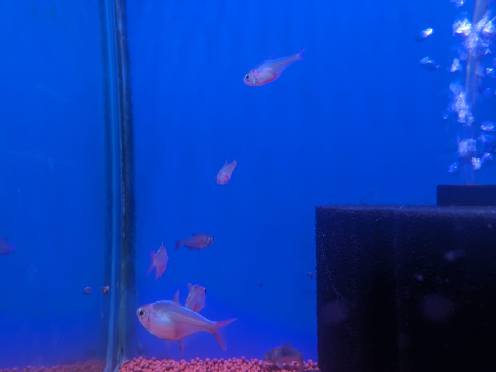 columbian tetra1