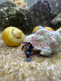 Blue leg hermit crab