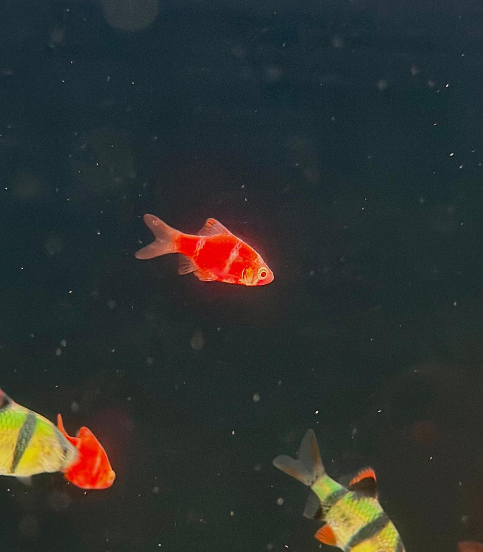 albino red tiger b (1)