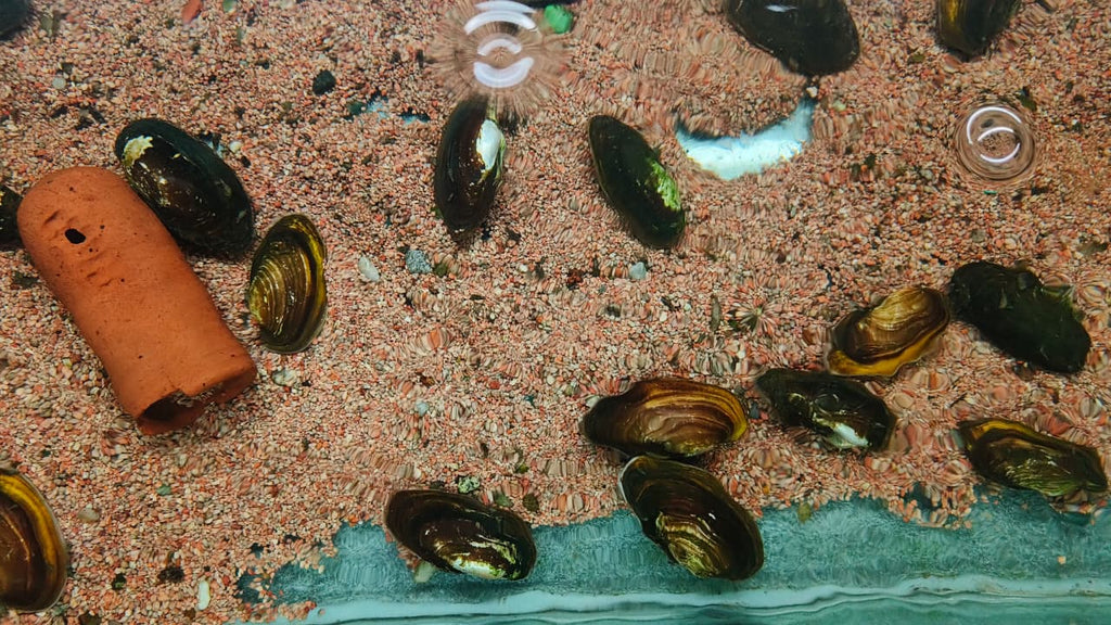 Fresh Water Mussels (1)