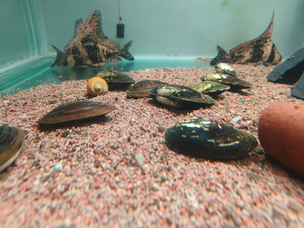 Fresh Water Mussels (2)