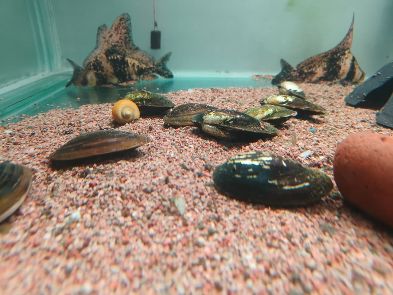 Fresh Water Mussels (2)
