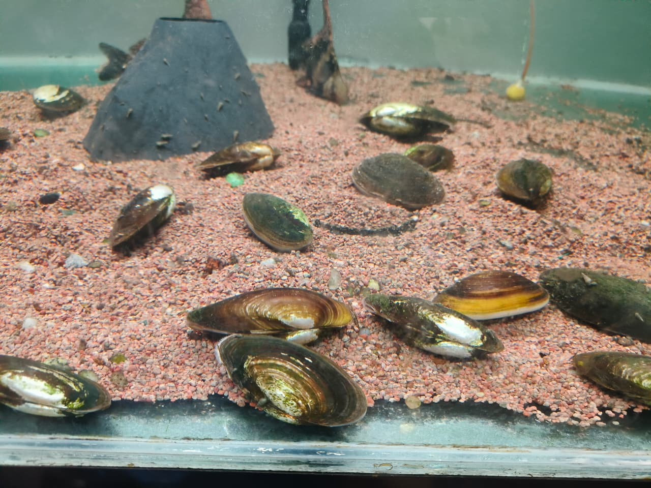 Fresh Water Mussels (3)