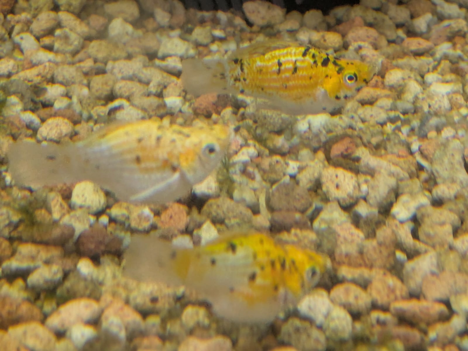 Spotted balloon molly (1)
