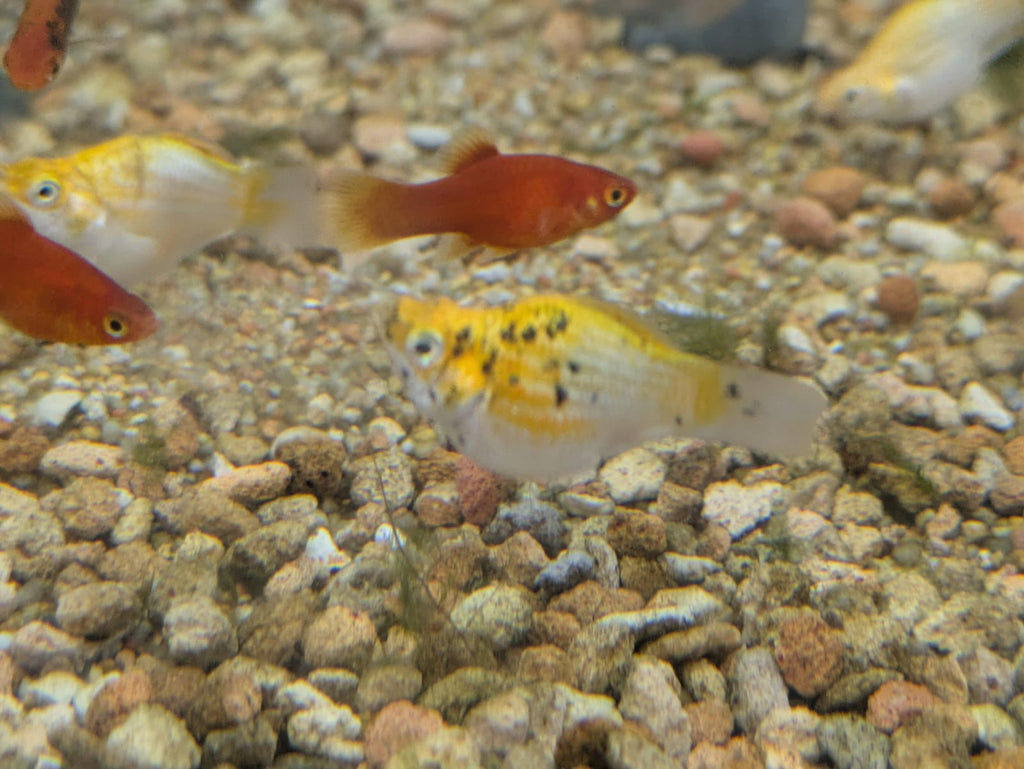 Spotted balloon molly (2)