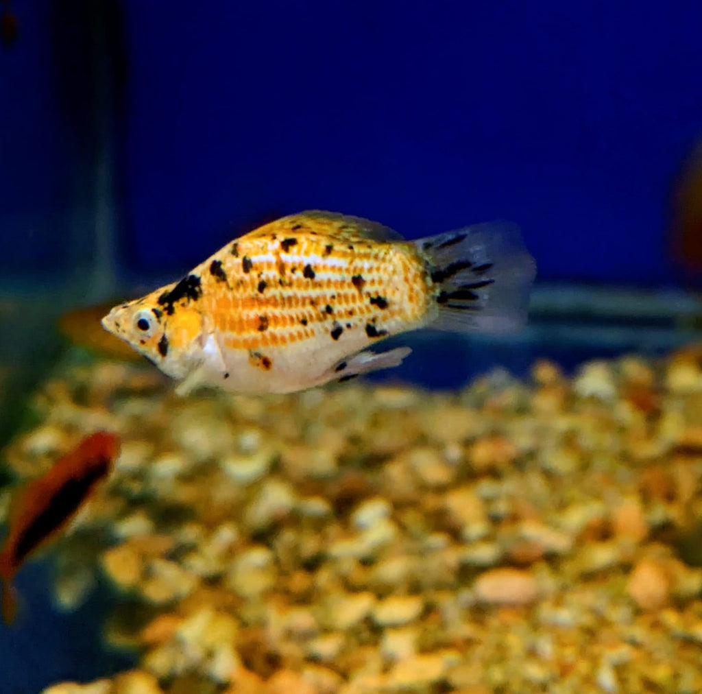 Spotted balloon molly (3)