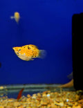 Spotted balloon molly (4)