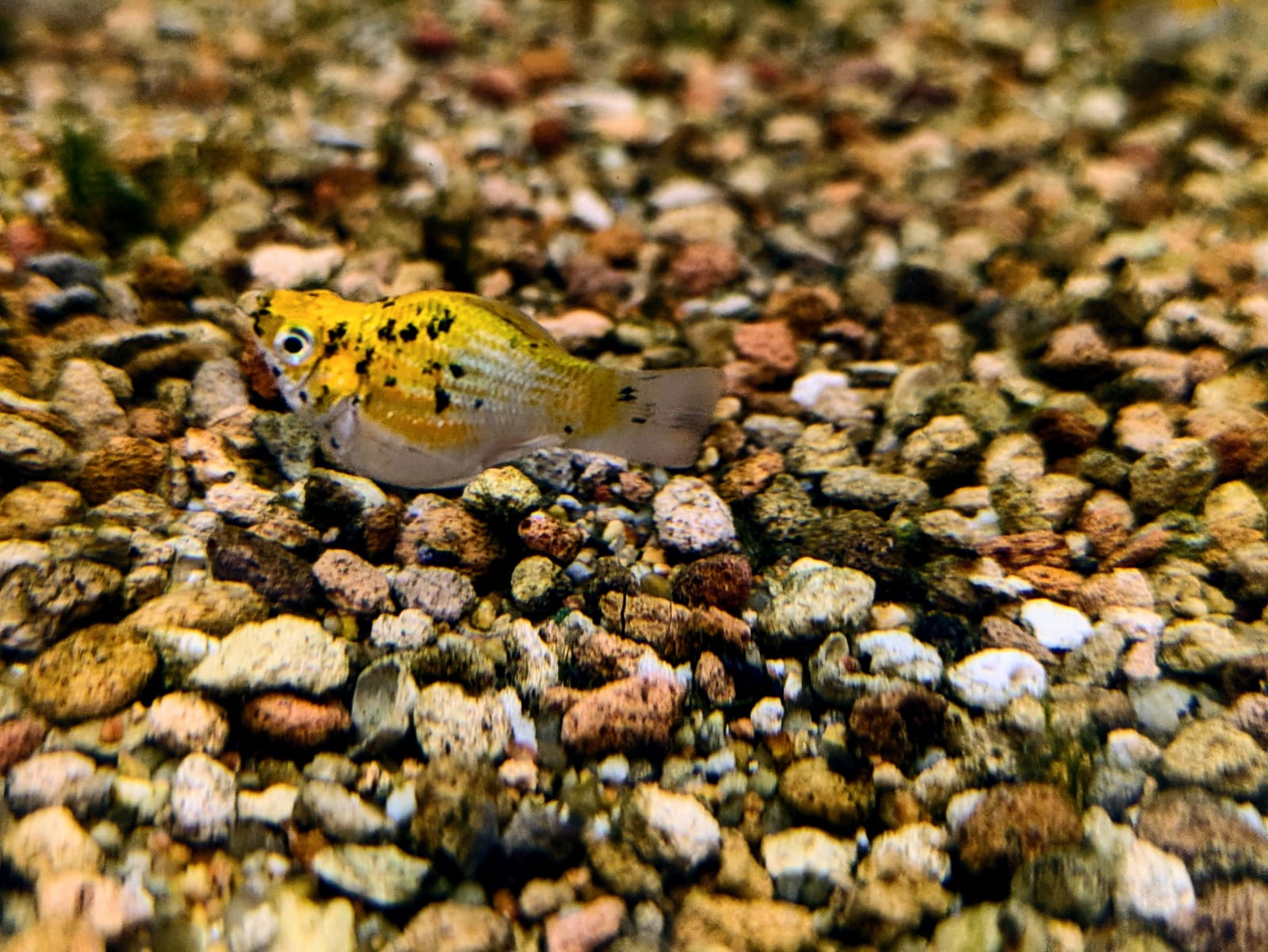 Spotted balloon molly (5)