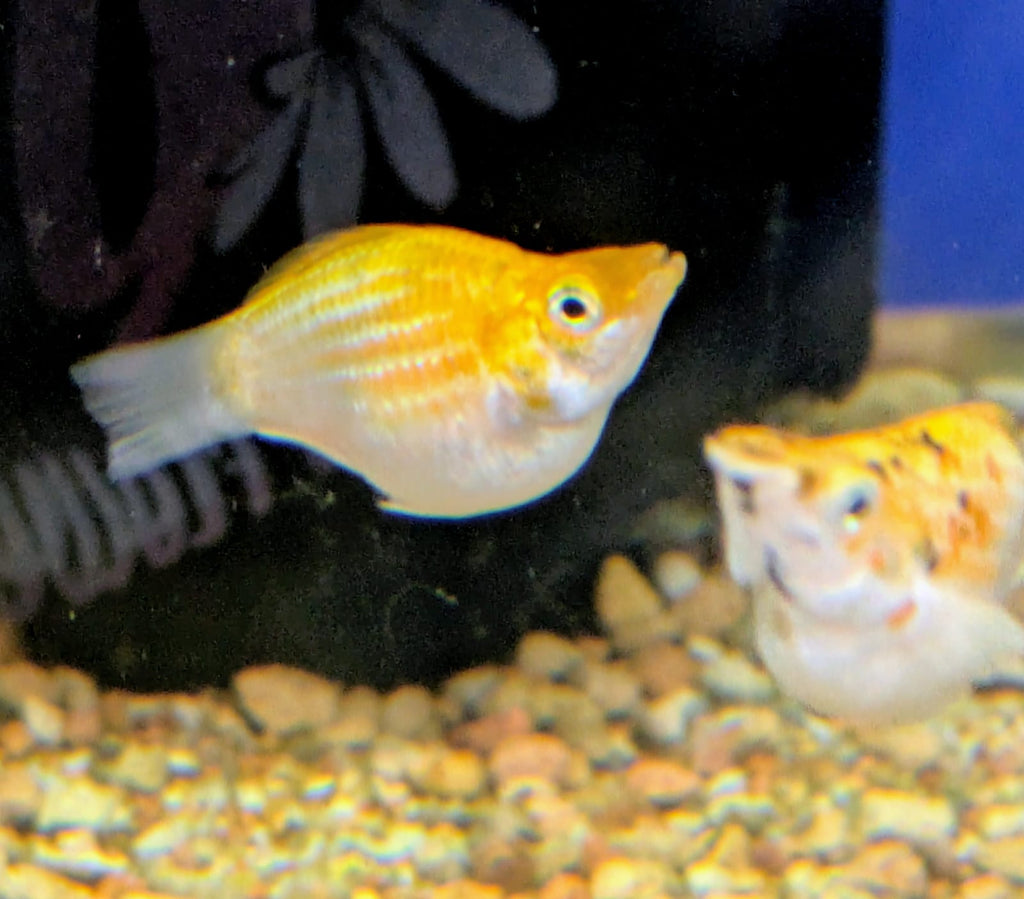 Spotted balloon molly