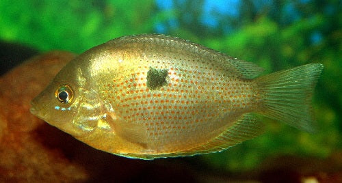 orange chromide
