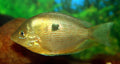 orange chromide