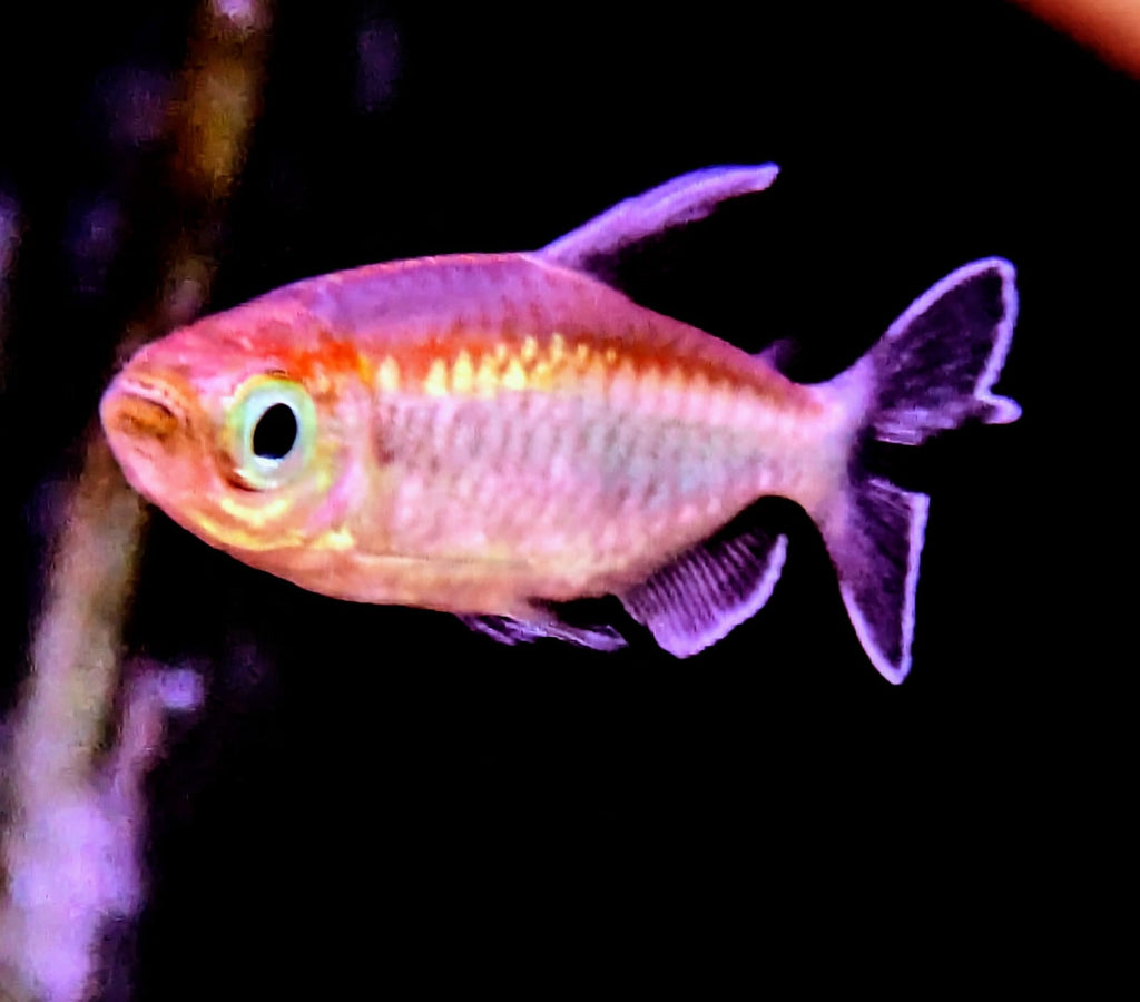 congo