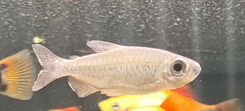 Congo Tetras