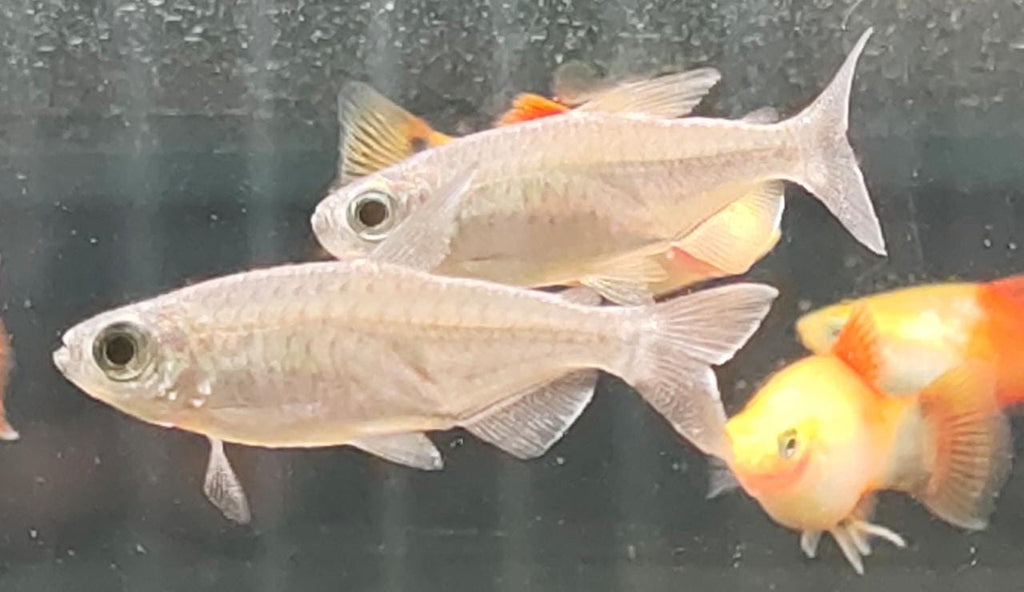 Congo Tetras