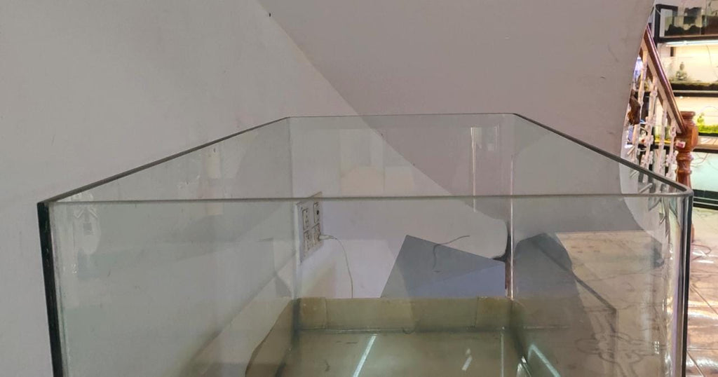 Curved Glass Aquarium Tank – 3 ft