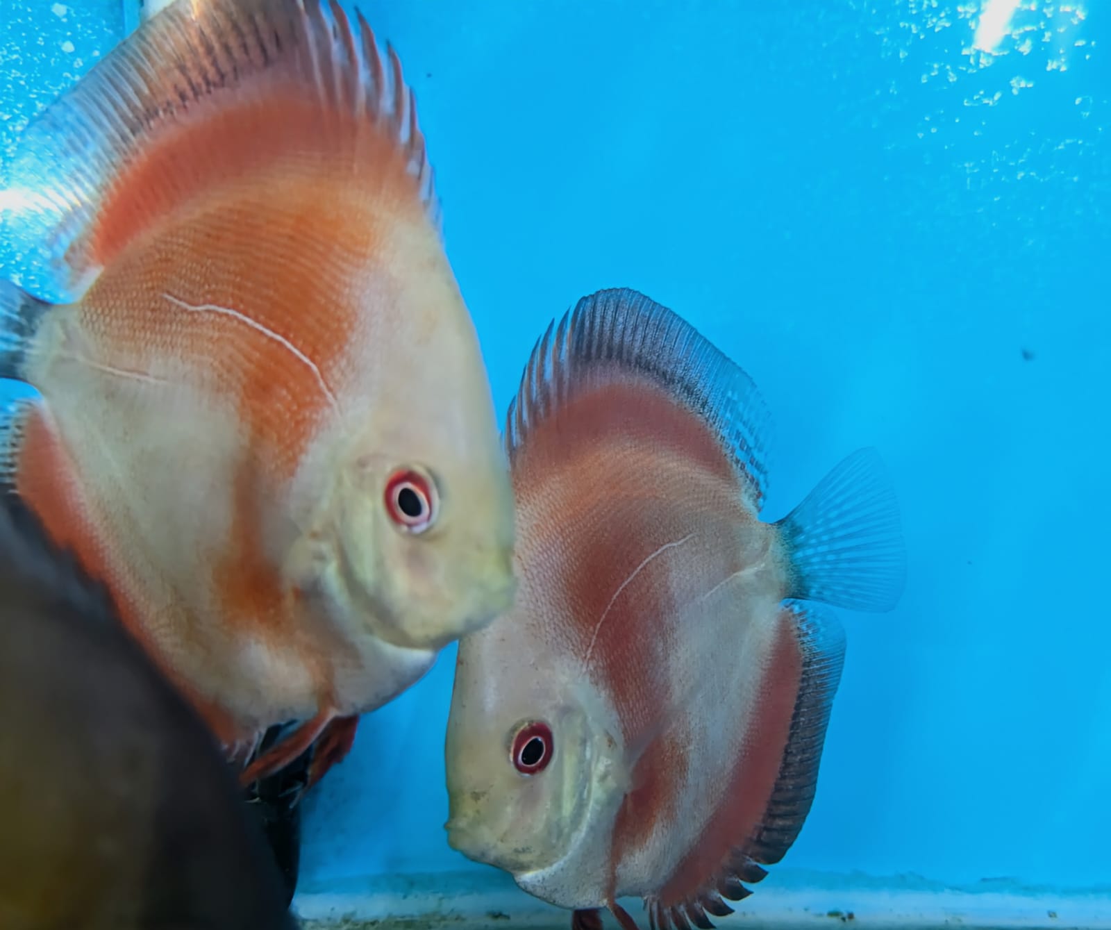 Red Melon Discus