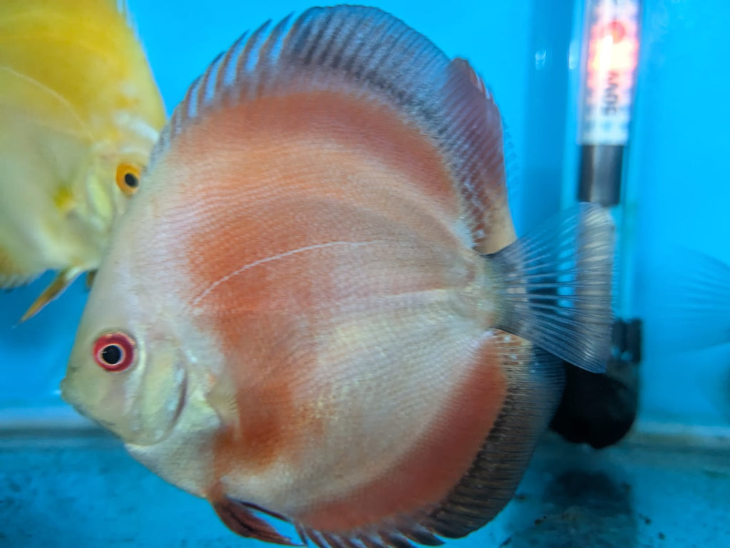 Red Melon Discus