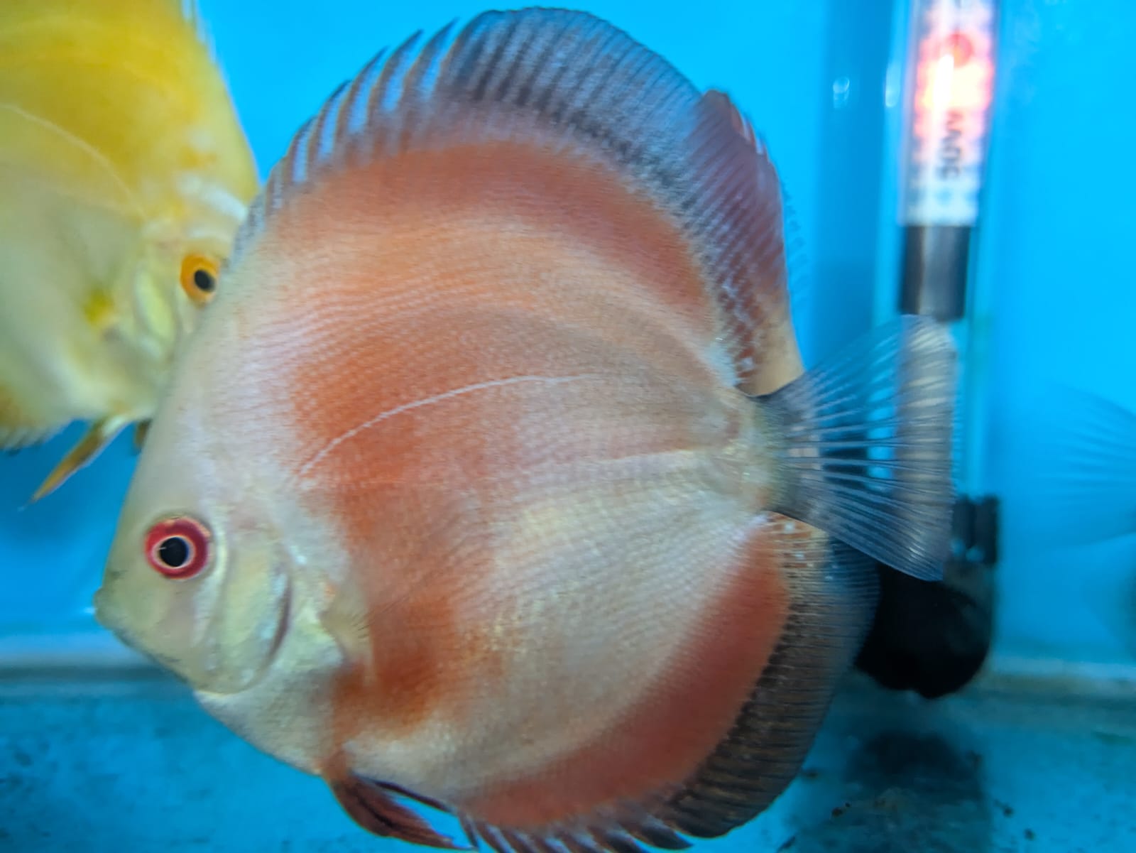 Red Melon Discus