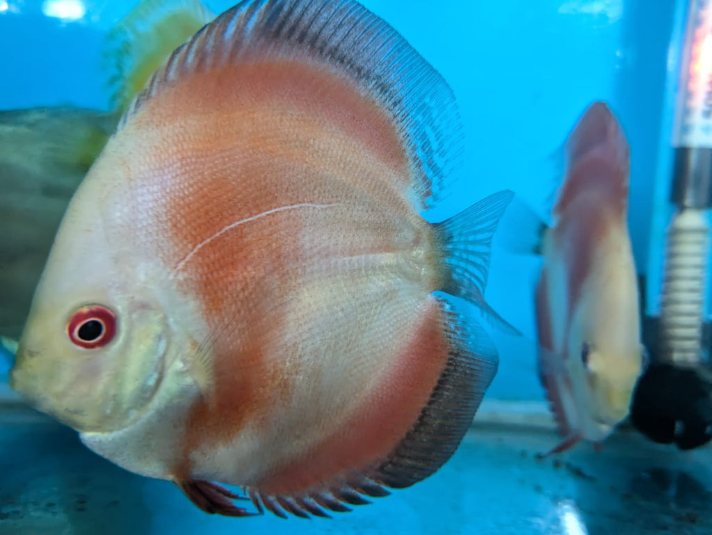 Red Melon Discus