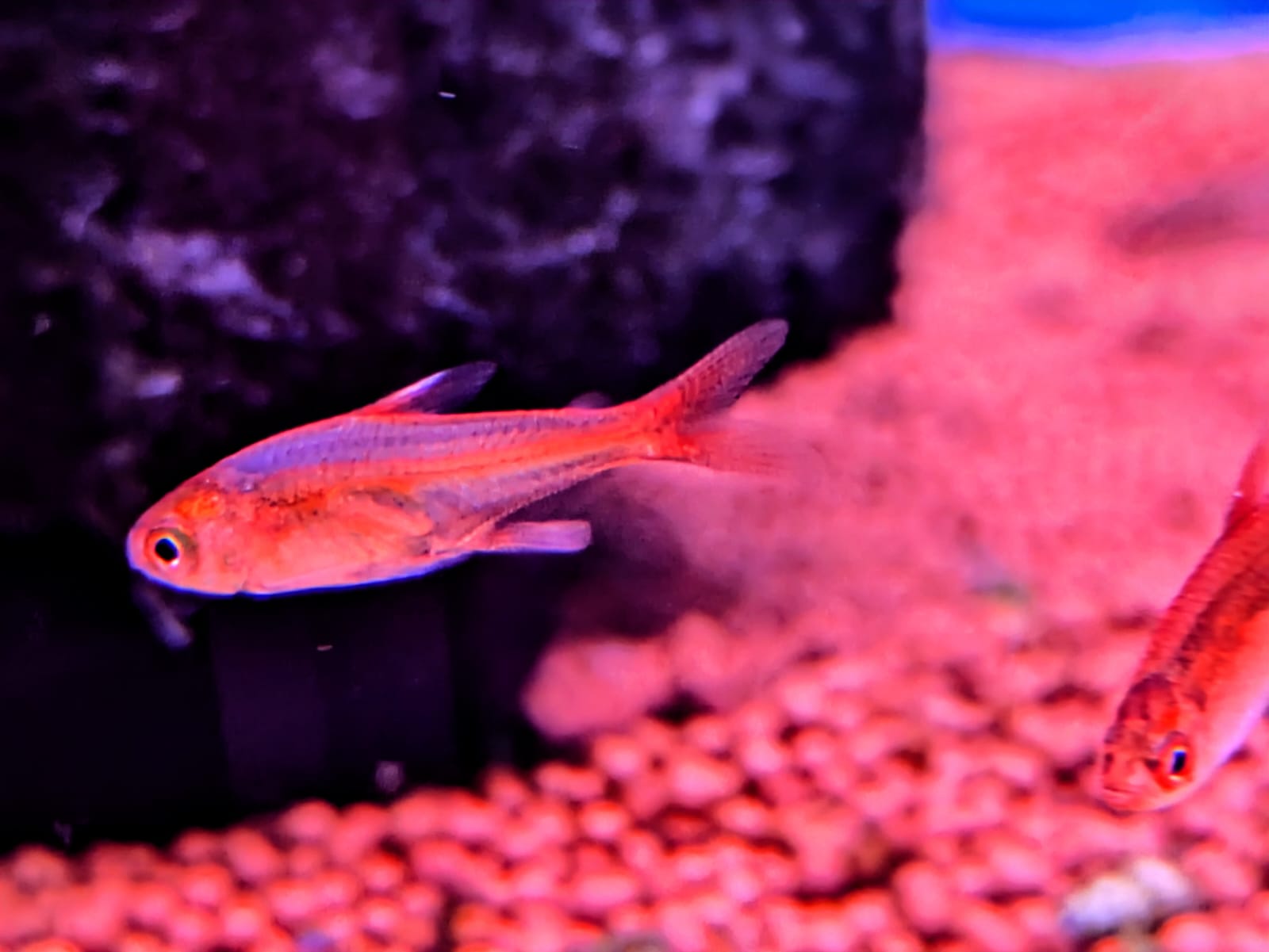 Ember