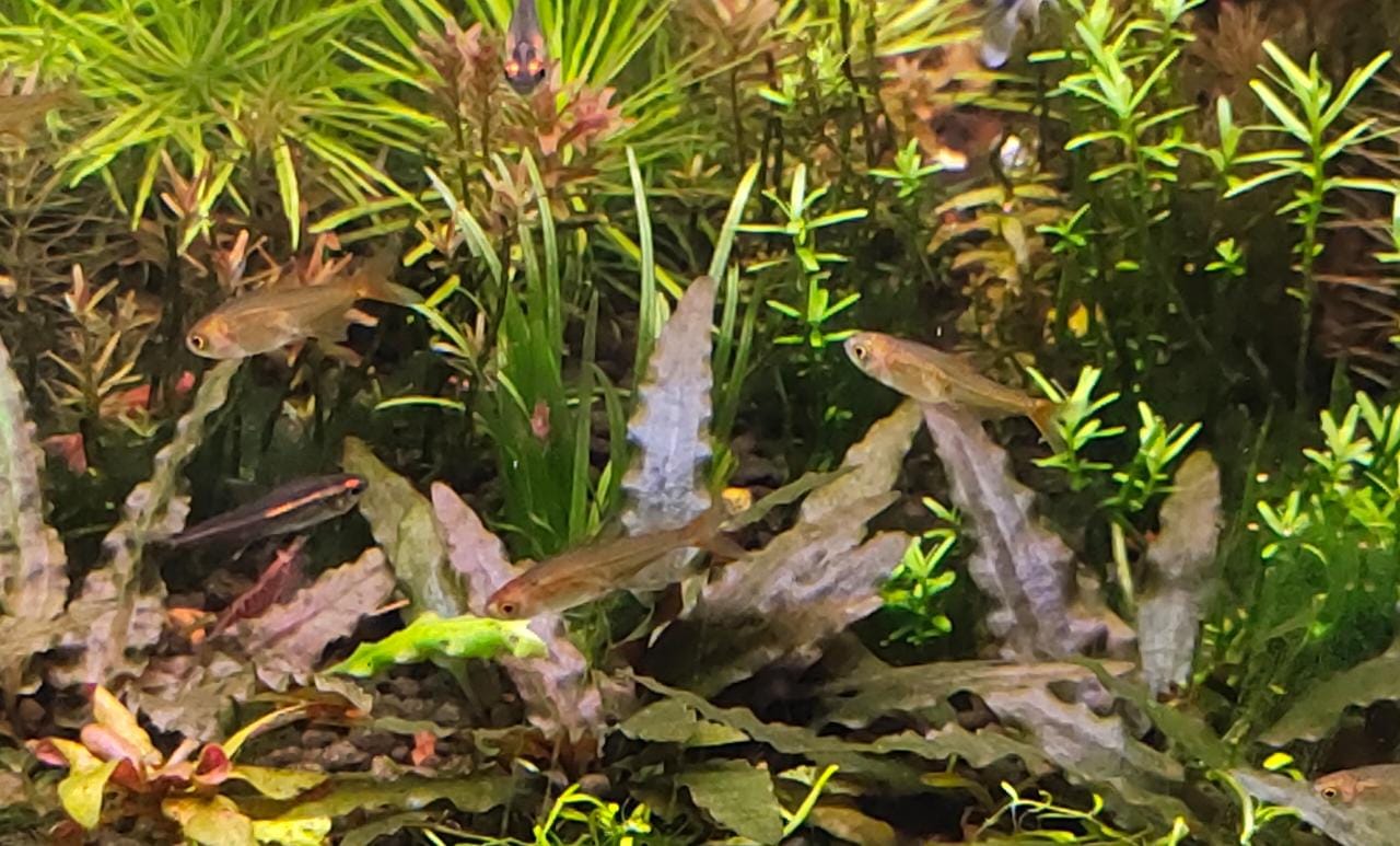 Ember Tetra