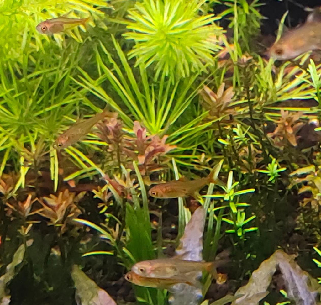 Ember Tetra