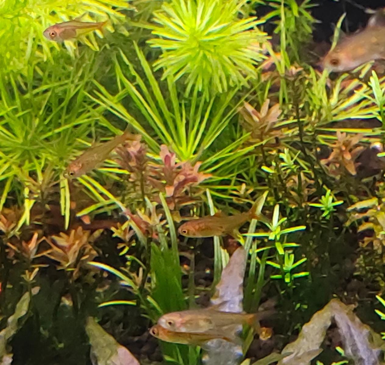Ember Tetra
