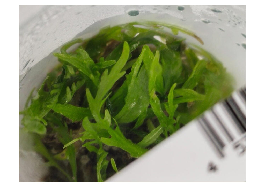 Hygrophila-odora1-pdf