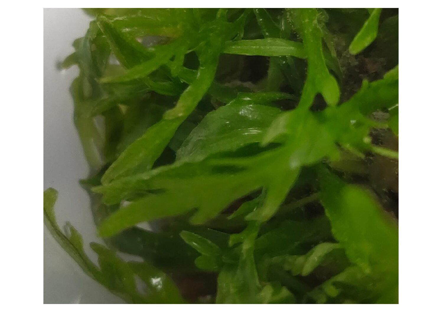 Hygrophila-odora3-pdf