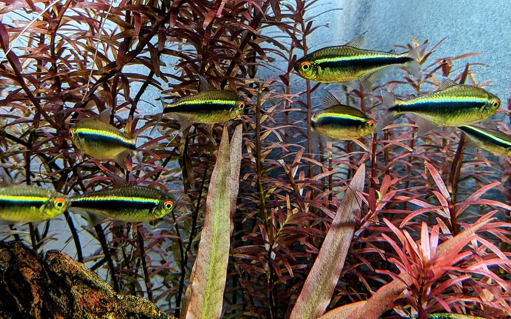 Black neon tetra