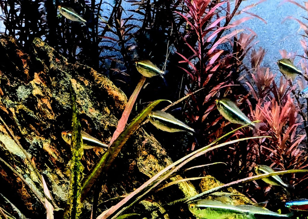 Black neon tetra