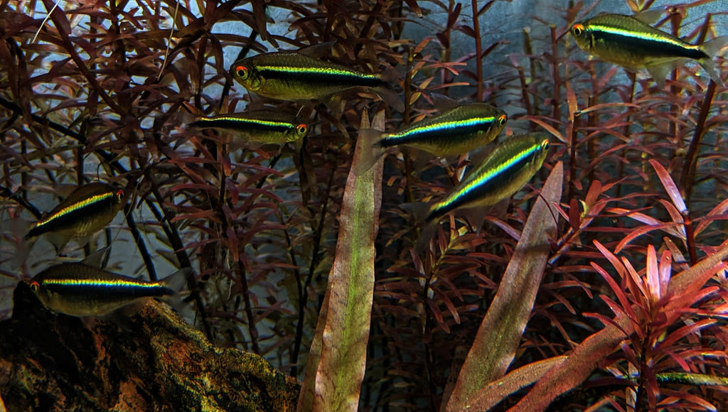 Black neon tetra