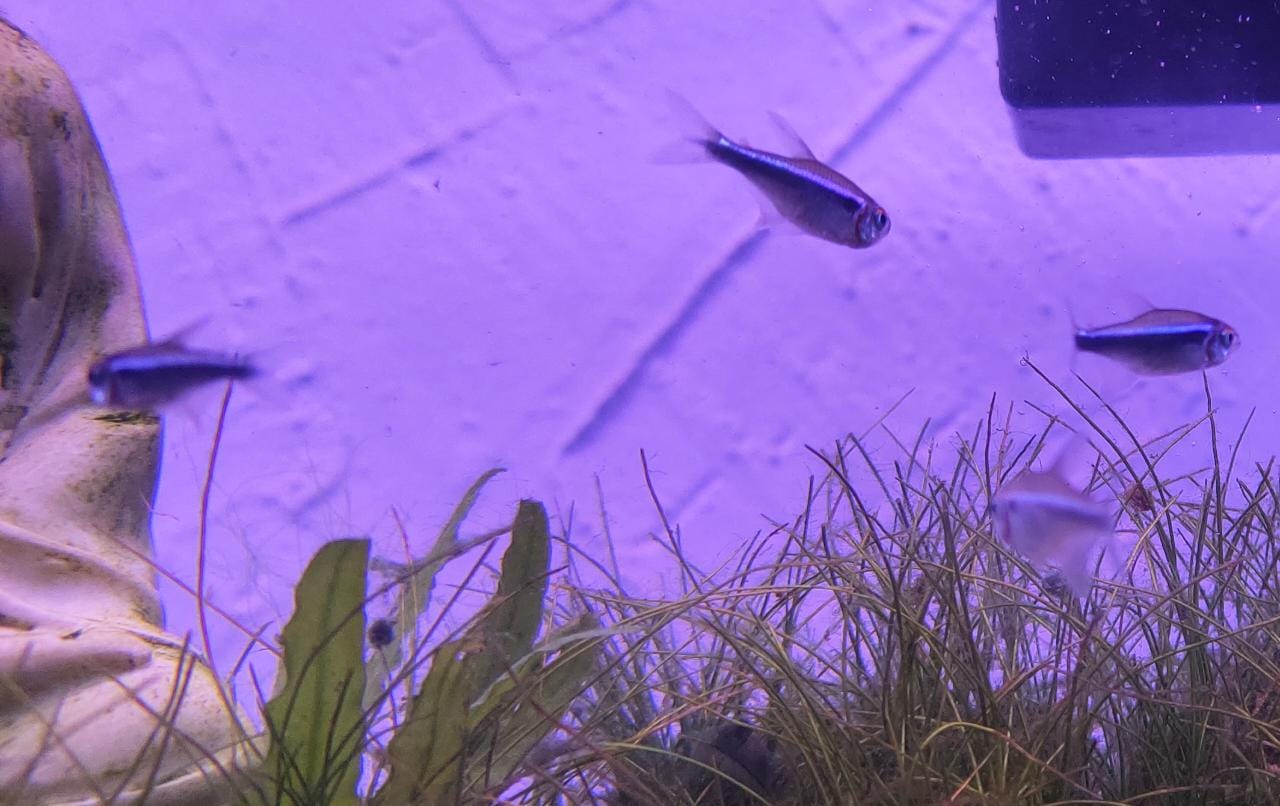 Black Neon Tetra