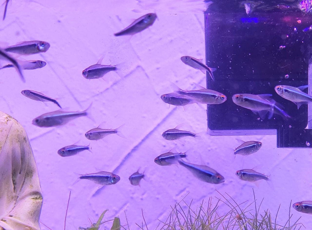 Black Neon Tetra