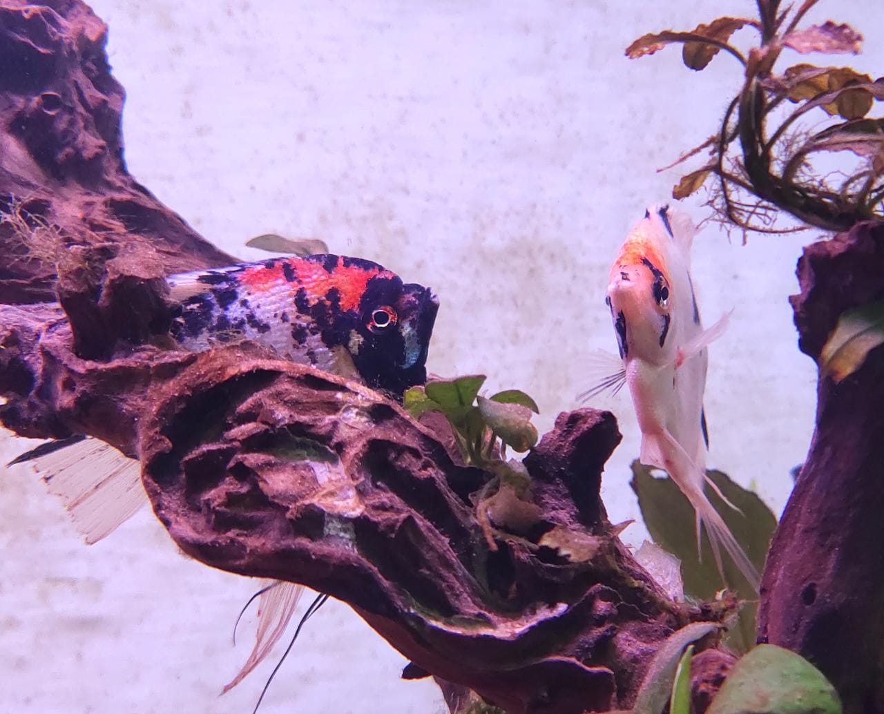 Koi Angel Big