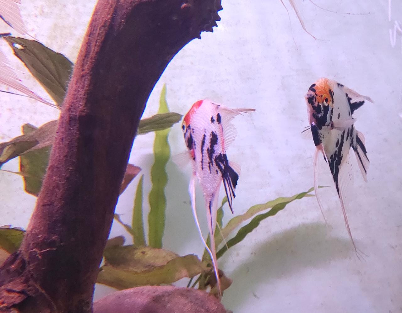 Koi Angel Big