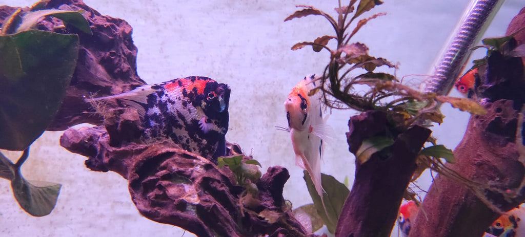 Koi Angel Big