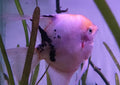 Koi Angel Big