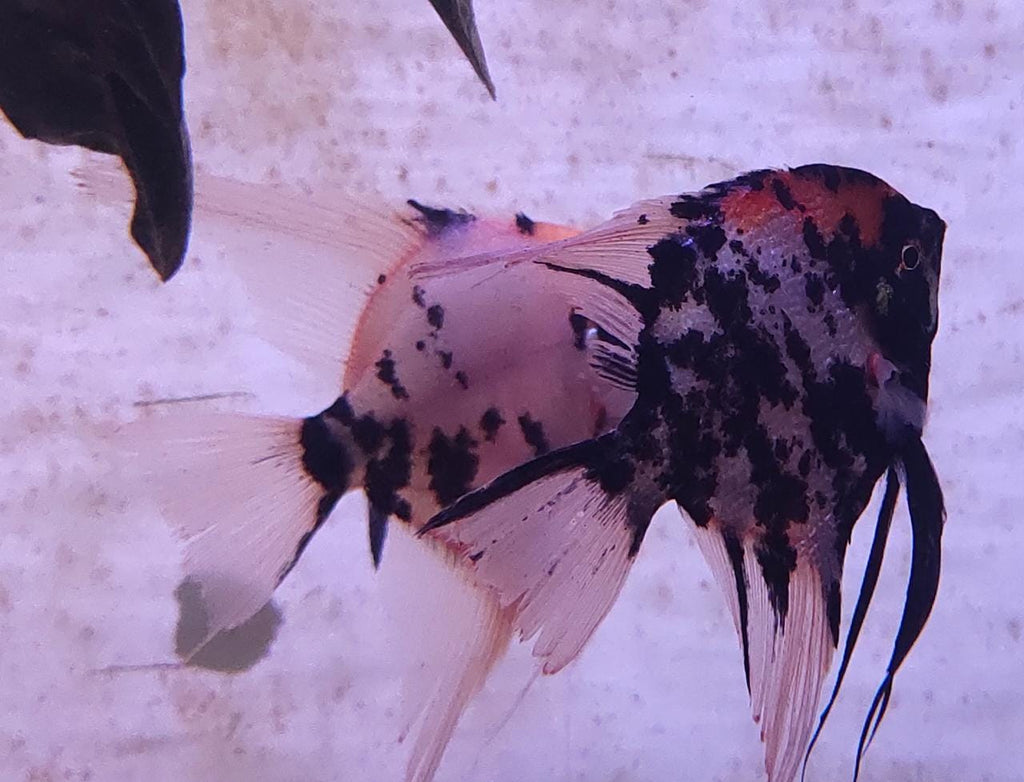 Koi Angel Big