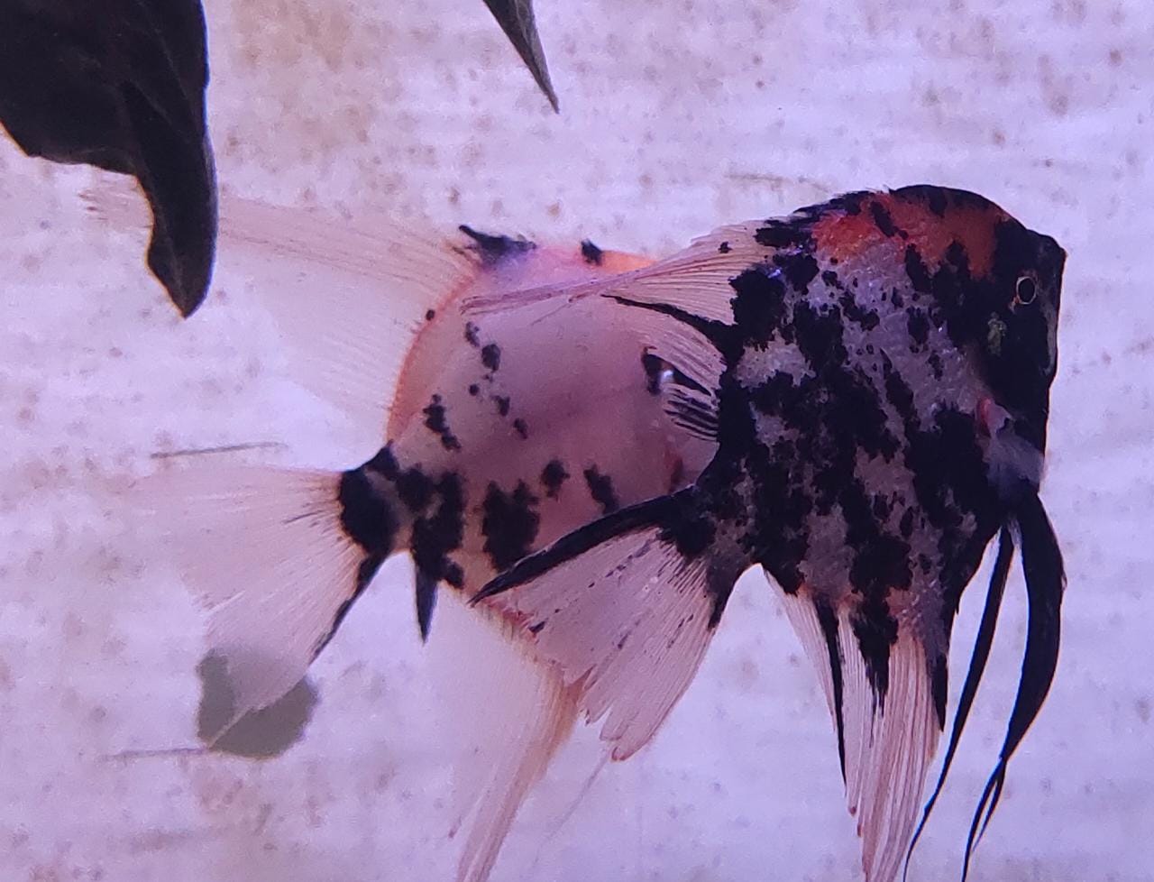 Koi Angel Big