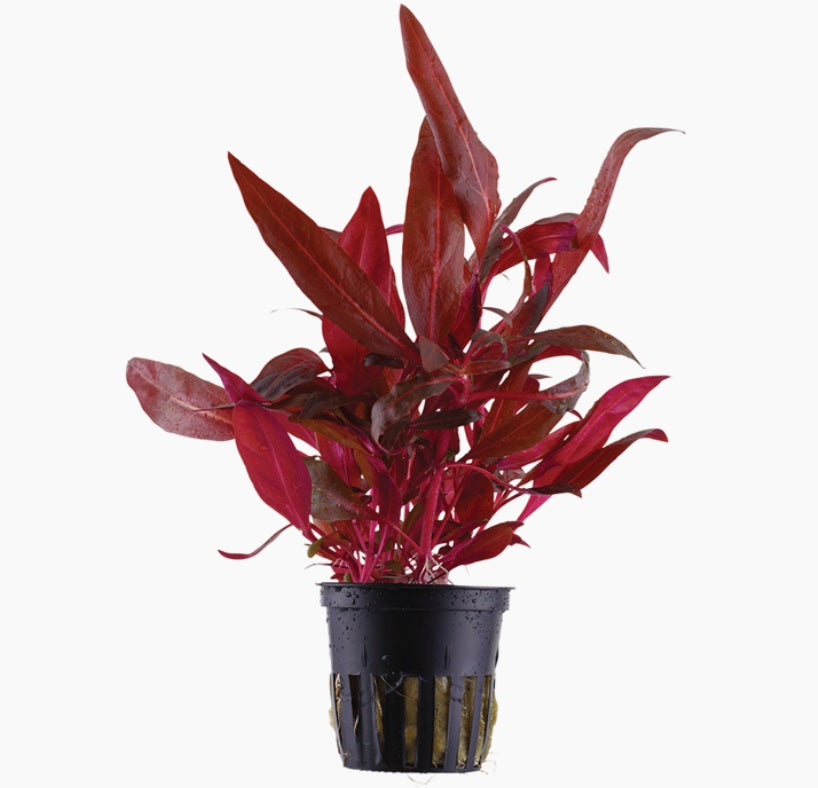 Alternanthera Reineckii Rosanervig