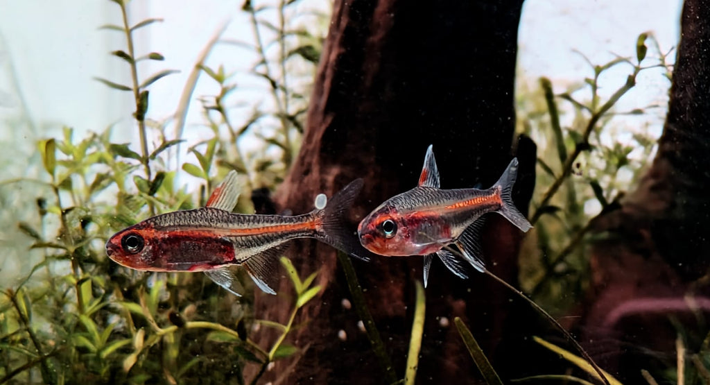 Glow light tetra