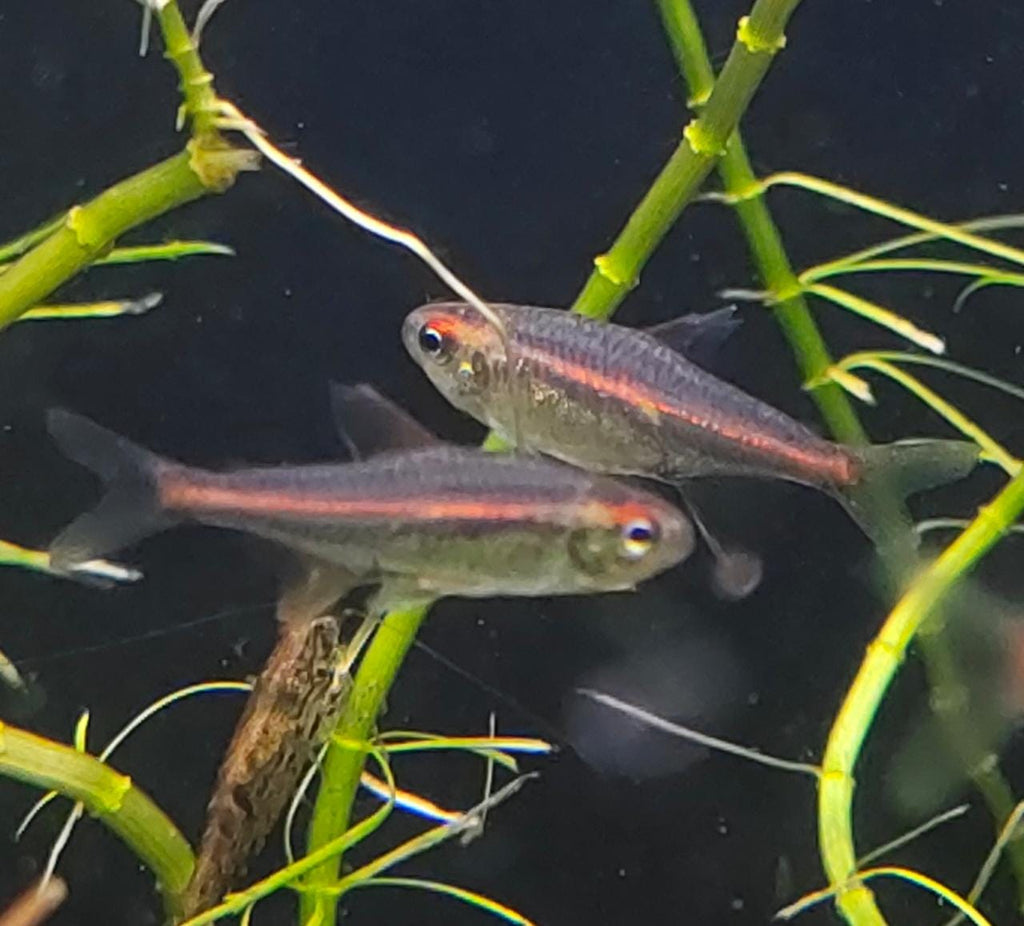 Glow-Light-Tetra1.jpeg