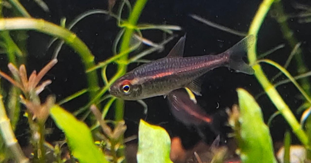 Glow-Light-Tetra2.jpeg